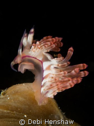 Flabellina rubrolineata but I just call it Windswept! by Debi Henshaw 